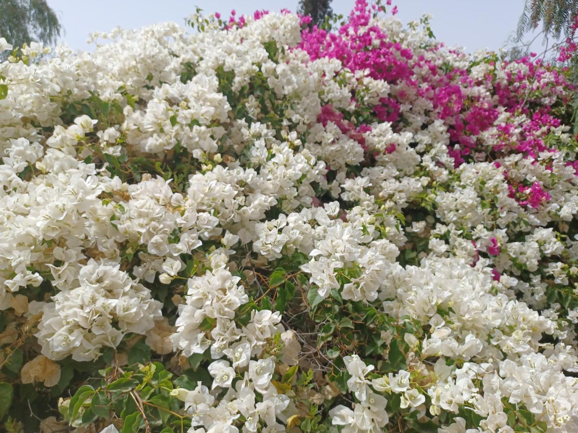 Riad-Villa Agadir-Taroudant Sidi Boumoussa Eksteriør billede